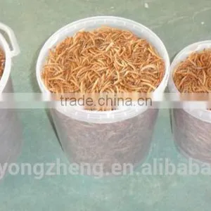 Frozen Food From Chinese Mill 28mm Dried Mealworms For Bird Food thumbnail-4