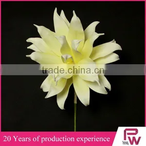 Wholesale Large Indoor Tropical Plants thumbnail-1