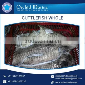 Cleaned and Frozen Whole Cuttle Fish at Export Price thumbnail-4