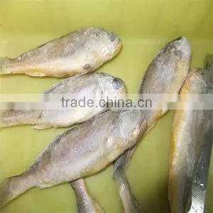 Seafood Yellow Fish Wholesale thumbnail-1