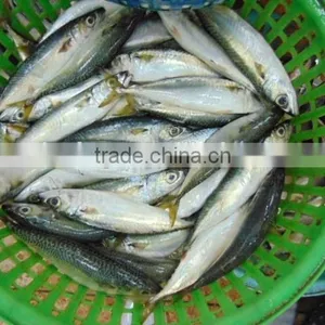 Frozen Pacific Mackerel Fish Newest thumbnail-4