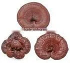 LingZhi Extract, Reishi Granule, Ganoderma Extract thumbnail-1