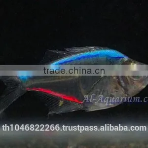Glass Fish Mix Color For Sale / Ornamental Fish International Exporter thumbnail-6
