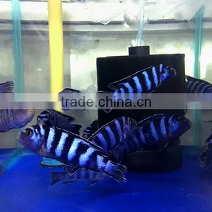 Damasoni Cichlid From Cichlid Fish Breeding Farm and Exporter thumbnail-1