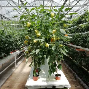 Greenhouse for Cherry Tomato/Sweet Pepper Soilless Cultivation With Stone Wool thumbnail-1