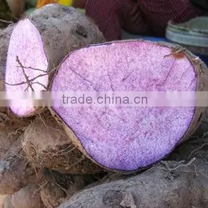 Vietnam Best Quality Fresh Yam Tubers Root thumbnail-3