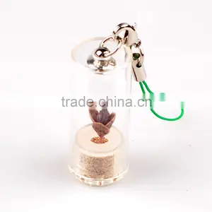 Pet Plant, Mini Plant, Miniplant thumbnail-6
