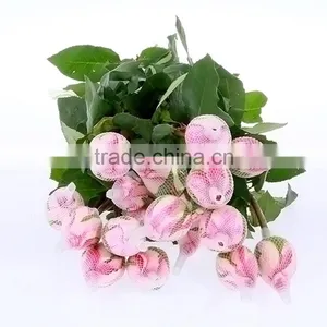 Colorful Classical Double Pink Rose thumbnail-1