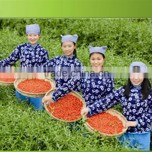 2015's Crop Organic Gojiberry With Good Price thumbnail-2