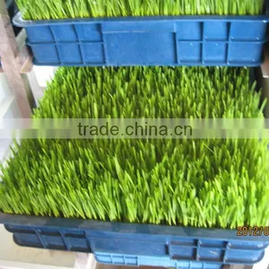 Wheat/grass/bean Growing Machine, Barley Sprout Machine Hydroponics Animal Fodder thumbnail-2