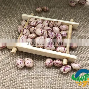 Light Speckled Kidney Beans (XinJiang Round) thumbnail-3