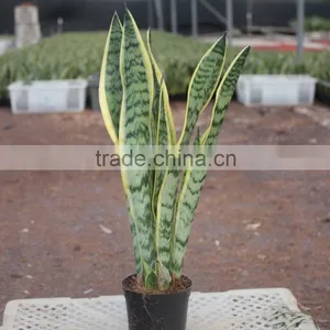 Sansevieria Plants Gift for Graduation thumbnail-1