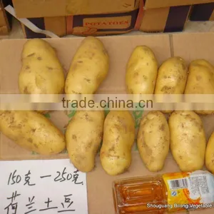 Whole Sale Big Quantity Fresh Yellow Potato (chinese) thumbnail-1