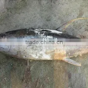 New Sea Frozen Yellow Fin Tuna 3-9kg Exports thumbnail-1