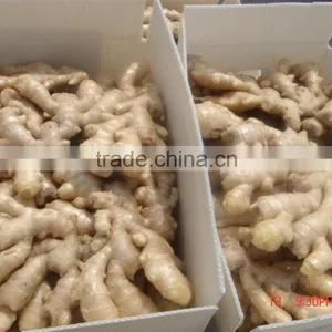 VIETNAM OLD FRESH GINGER SUPPLIER COMPETITIVE PRICE thumbnail-2