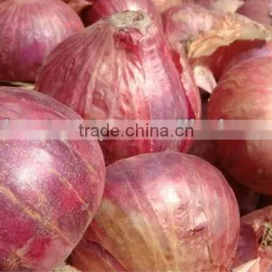 Fresh Red Round Onion thumbnail-1