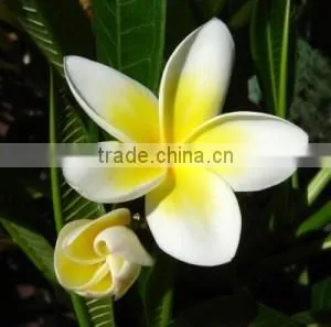 Golden Champa Flower thumbnail-1