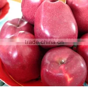 New Fresh Red Huaniu Apple Red Delicious Apple Exporter in China thumbnail-3
