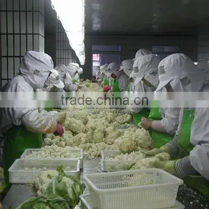 Chinese IQF Bulk Cauliflower thumbnail-2