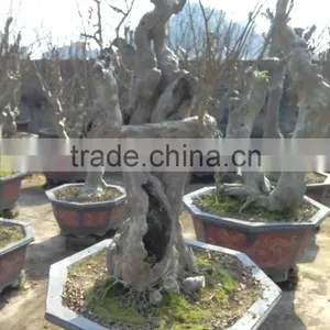 Lagerstroemia Indica L. Nursery thumbnail-1