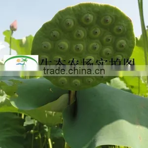 Nelumbo Nucifera Gaertn Lotus Nut Lotus Seeds thumbnail-5