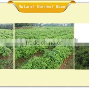 100% Natural Rue Extract With High Quality for Bulk Sale in China thumbnail-6