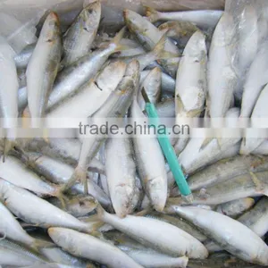 Seafrozen Fresh Fish Sardine thumbnail-1