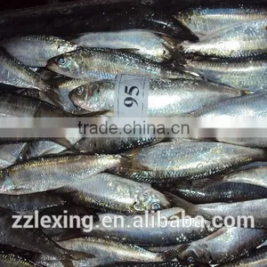 Good Quality Frozen Sardine for Bait thumbnail-1