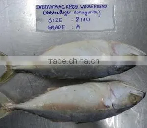 Indian Mackerel thumbnail-1