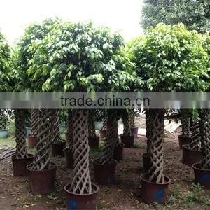 Ficus Benjamina Cage Shape Nursery 200cm thumbnail-1