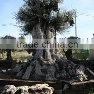 Centenary Olive Tree thumbnail-5