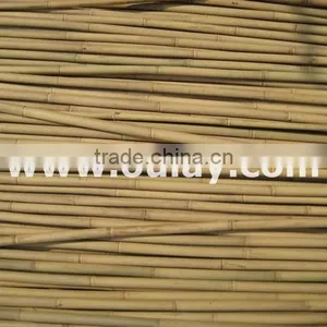 Tonkin Bamboo Canes HIGH QUALITY thumbnail-1