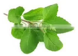 TULSI POWDER EXTRACT thumbnail-3