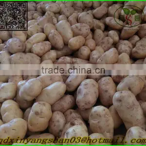 White Garlic,Normal White Garlic thumbnail-4