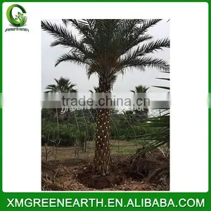 Phoenix Sylvestris Palms Trunk 3.5m thumbnail-2