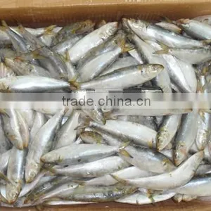 Frozen Sardines (Sardinella Longiceps) for Bait and Canning 250pcs thumbnail-1