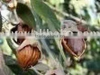 Jojoba Seeds 002 0104214672 thumbnail-1