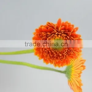 Popular Golden Sun Exquisite Wedding Flowers Gerberas thumbnail-5