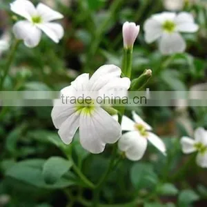 Virginia Stock, Malcolmia , Flower Seeds , Herb Seed,vegetalbe Seed,fruit Seed,grass Seed thumbnail-4