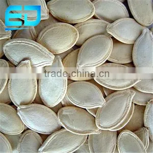 10mm+ 11mm Yellow Color Shine Skin Pumpkin Seeds thumbnail-2