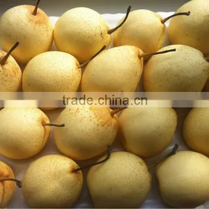 Ya Pear New Crop Fresh Pear Wholsale thumbnail-3