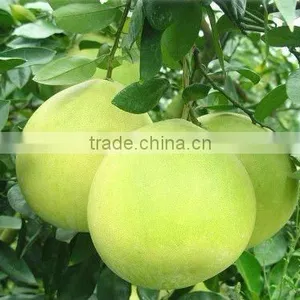 Honey Pomelo From Pinghe China (Citrus Fruit) thumbnail-1