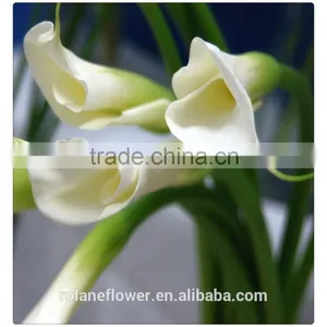 Beautiful Natural Fresh Cut Colorful Calla Lily Flowers for Decoration thumbnail-4