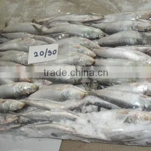 FROZEN SARDINE WHOLE ROUND thumbnail-3