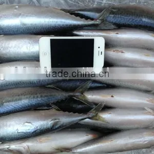 Grade A WR Frozen Mackerel 300-400g. thumbnail-1