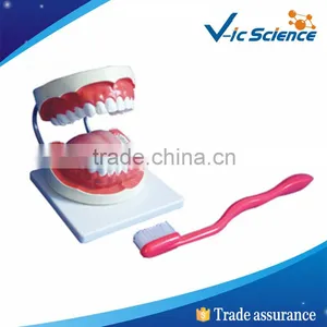 High Quality PVC Dental Teeth Model For Teaching thumbnail-1