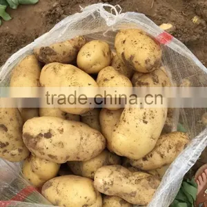 Holland Potato to Dubai Market for Sale thumbnail-1