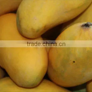 MANGO thumbnail-1