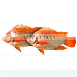 China Supplier Frozen Red Tilapia thumbnail-1