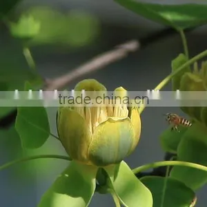 Fresh Cut Multicolor Tulips Flowers thumbnail-4